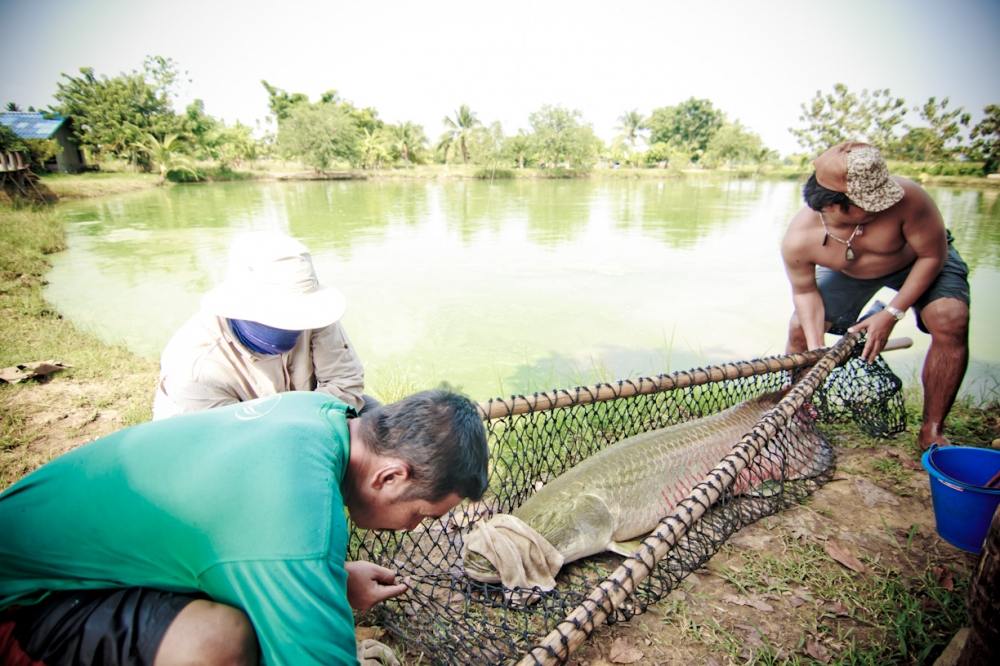 ปิดตาๆ ปลดเบ็ด ทำเหมือนสัตว์ใหญ่เลยครับ