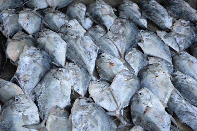 แนะนำน้องโฉมทั้ง  90 นาง ก่อนเดินทาง ครับ  เหมือนปลากองขายในตลาดเลย
