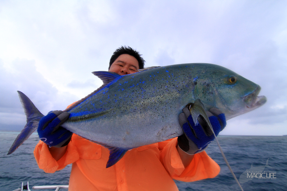 




Bluefin Trevally  กระมงจุดฟ้า สายพันธุ์ที่งดงาม

ลีลาการต่อสู้ น้ำอดน้ำทนสูงกว่า กระมงธร