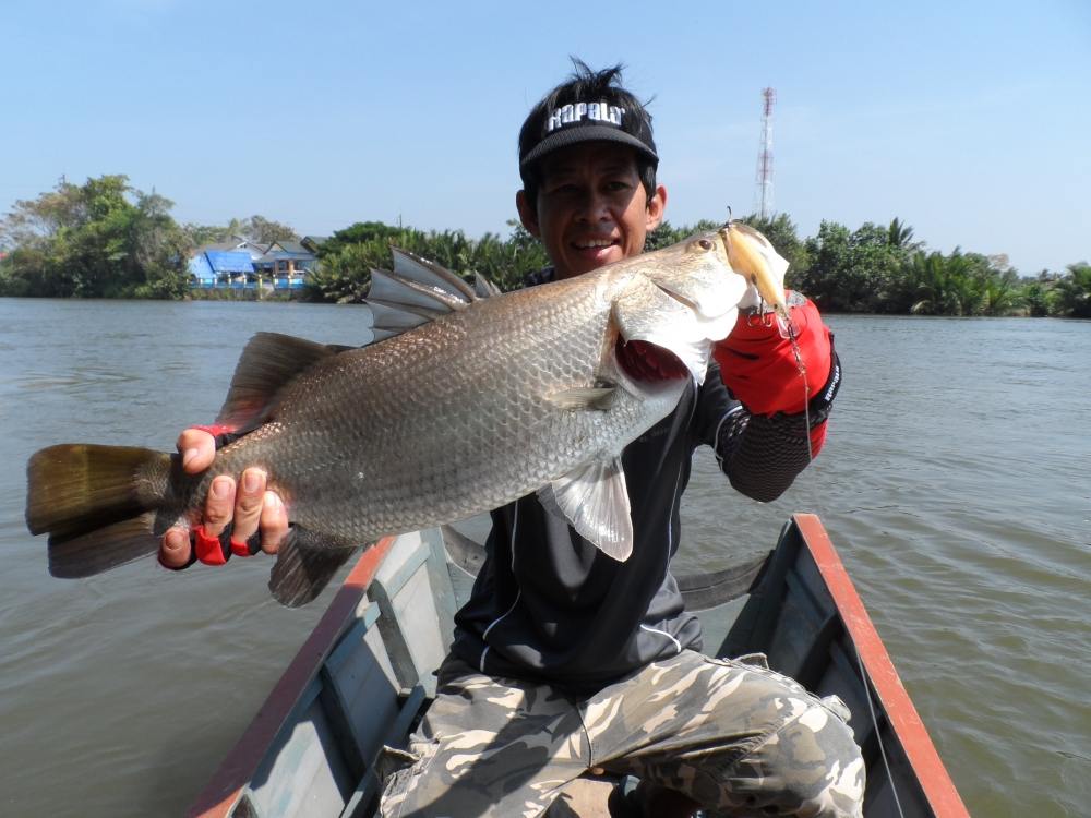 กะพงแม่น้ำสดๆ เลยครับ  :cool: :cool: :cool: :grin: :grin: :grin: