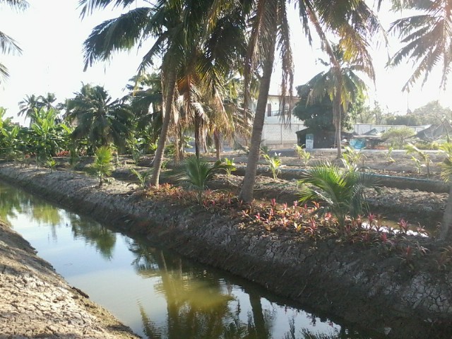 ร่องสวนมะพร้าววันนี้ สวยเหมือนเดิม  :grin: