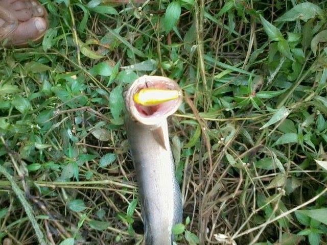 เต็มคําเลยทีเดียว :laughing: :laughing: :laughing: :laughing: :laughing: