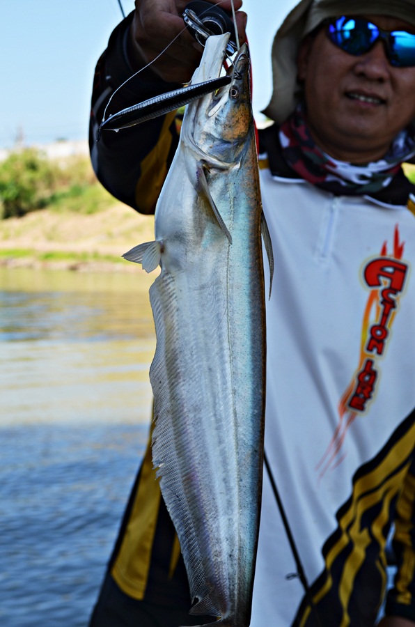 

 [center] [b].. ปลาเค้า แม่น้ำเจ้าพระยา .. ( Great white sheatfish ; Wallago attu ) 

Lure : R
