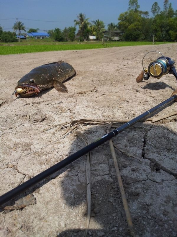 กัดของแพงซะด้วย....กบ megabass... :grin: :grin: :grin:
