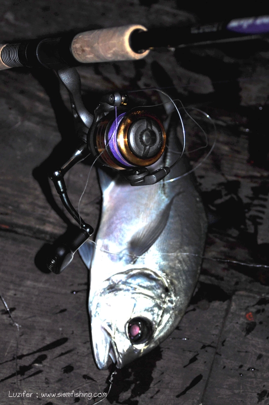 ปลาห่างตัวครับ ส่วนใหญ่เป็นกะมงตาแดงไซร์นี้

กับชุดนี้ Fin-nor Inshore 3000 + St.Criox Mojo Inshor