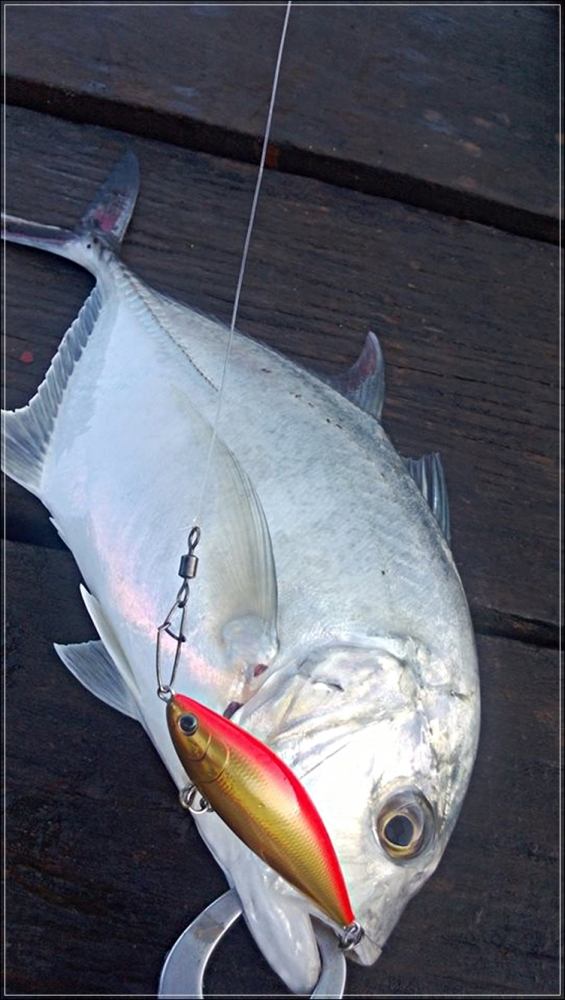 
 [center]แต่เจ้าเหยื่อ    [b]TACKLE HOUSE SINKING SHAD 70 mm 13 g[/b]   ได้ทำงานอย่างเต็มที่[/cent