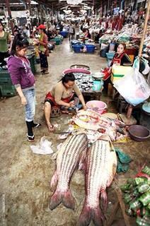 ยี่สกไทยที่ตลาด ลาวครับ