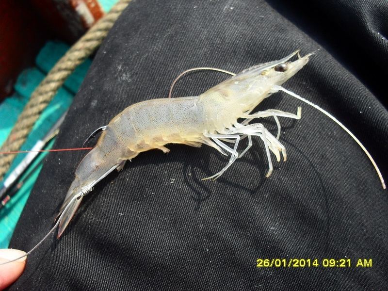 กุ้งผมยังสดใสสบายดีครับ ไม่มีอะไรมาแทะโลมเลยนะ 
 :umh: :umh: :umh: :umh:
