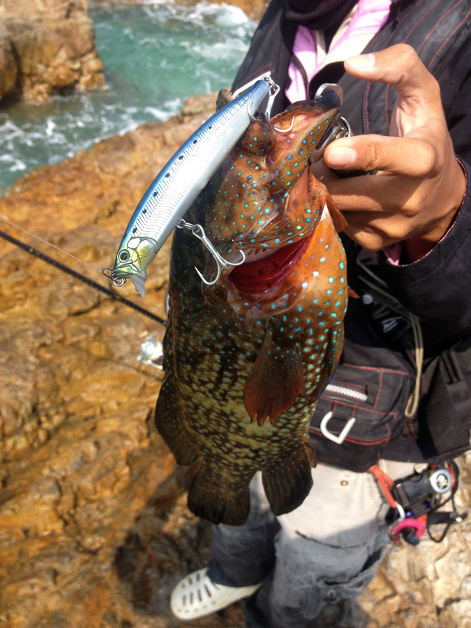  [center]Tackle House FEED SHALLOW ที่เพิ่งได้มาเจิมปลาตัวแรก

กะรังลายขวางจุดน้ำเงิน Bluespotted 