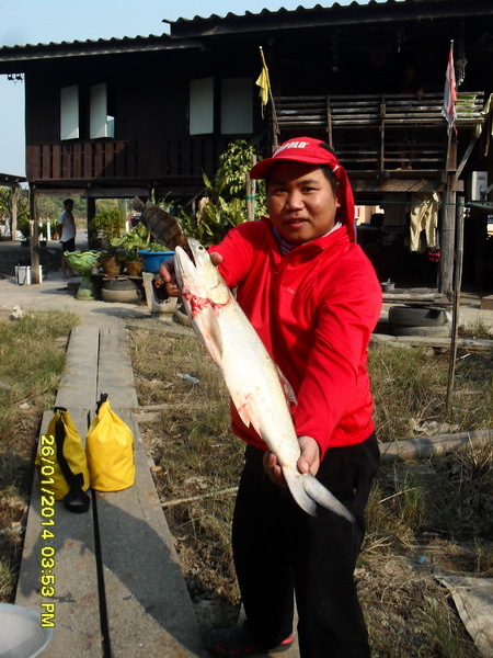 แล้วก้อกุเราของตัวเอง เอ้อ น้ำหนักปลากะพงกับปลากุเรามันต่างกันจริงๆวุ๊ย 
 :grin: :grin: :grin: :gri
