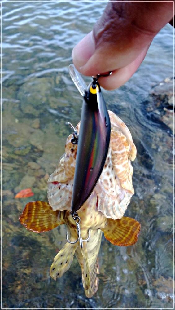 
 [center] :love: :love:   ............ [b]Lure : Tackle House K-Ten 70 mm Blve Ocean HG [ s ] [/b]