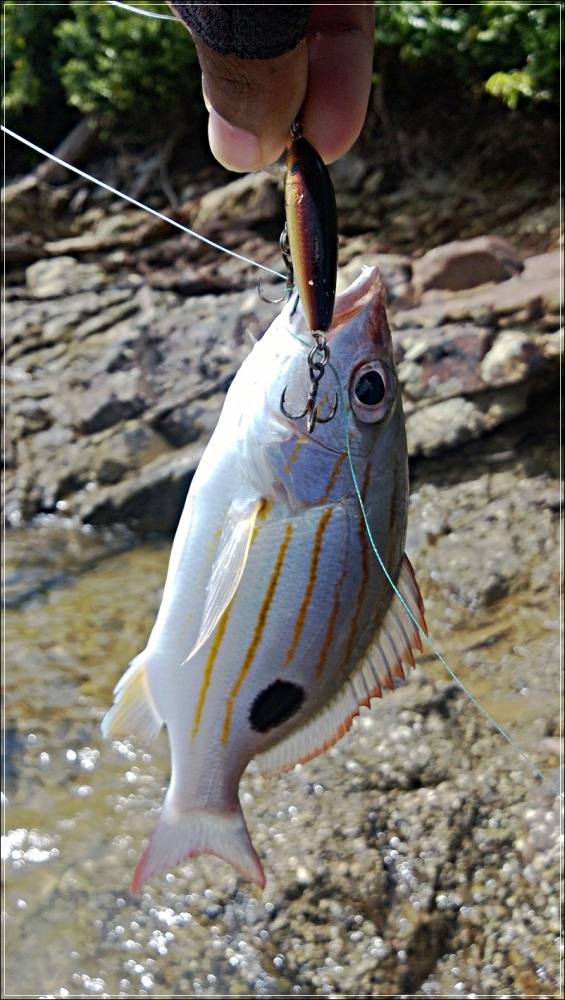 
 [center]กระพงข้างปาน หรือข้างใฝ  Russell's Snapper [/center]

