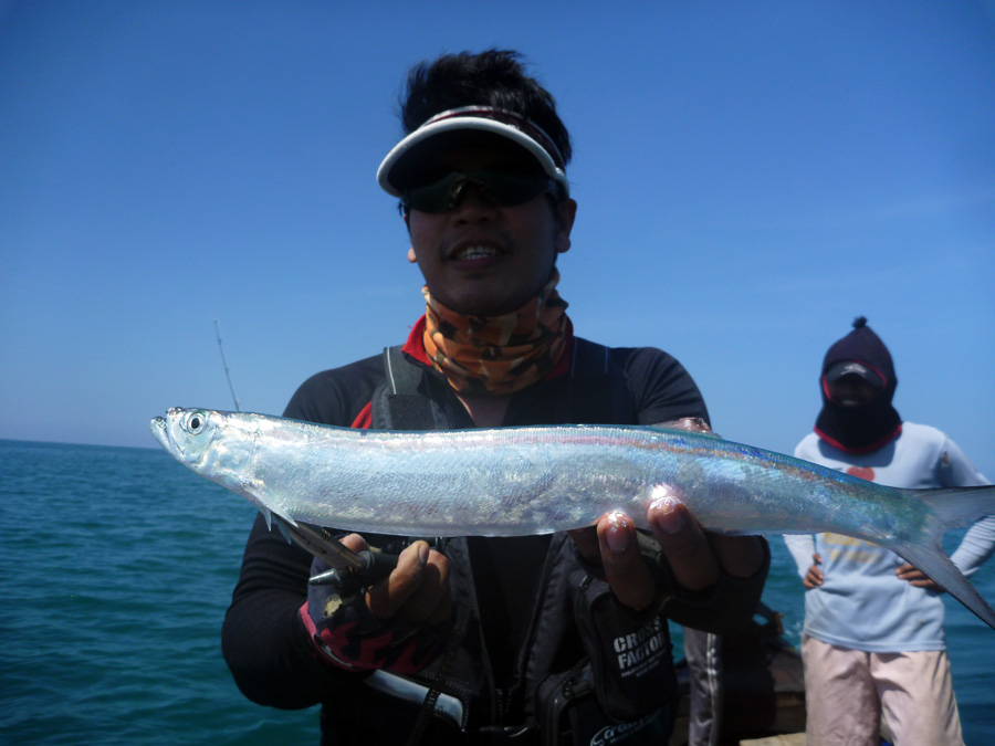 [center]หมูมีอีก 1 สปีชีมากัดเหยื่อเป็นพวก Wolf-Herring


Species : ดาบลาว, ฝักพร้า Dorab Wolf-He