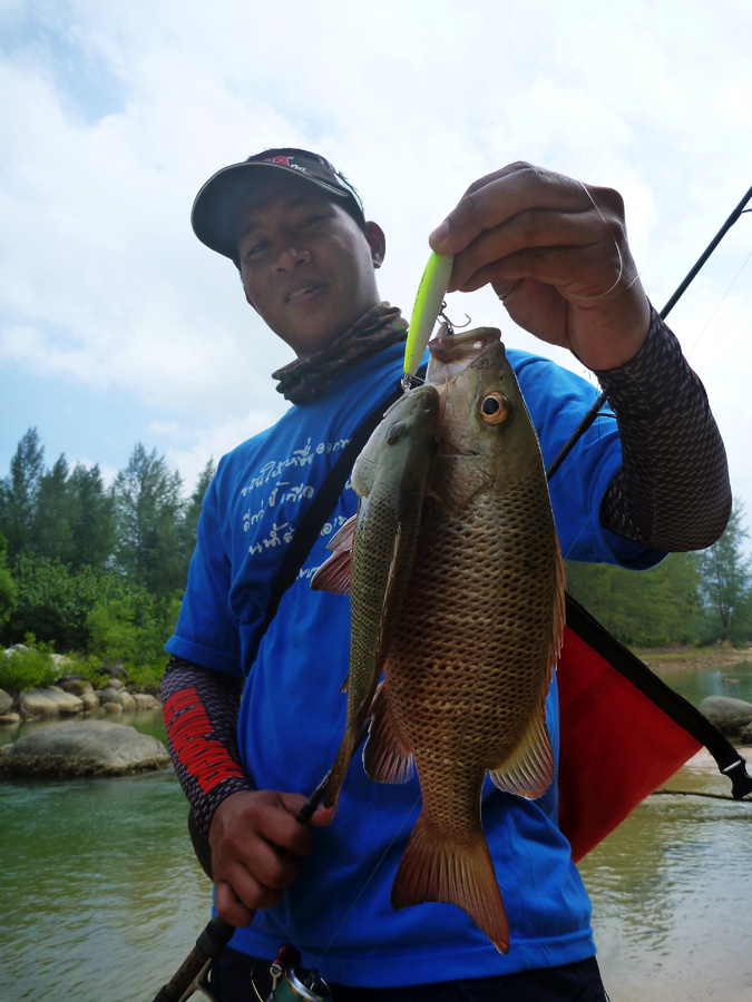 [center]
Species : แดงเขี้ยว, กะพงแดงเขี้ยว Mangrove Jack, Mangrove Red Snapper (Lutjanus argentima
