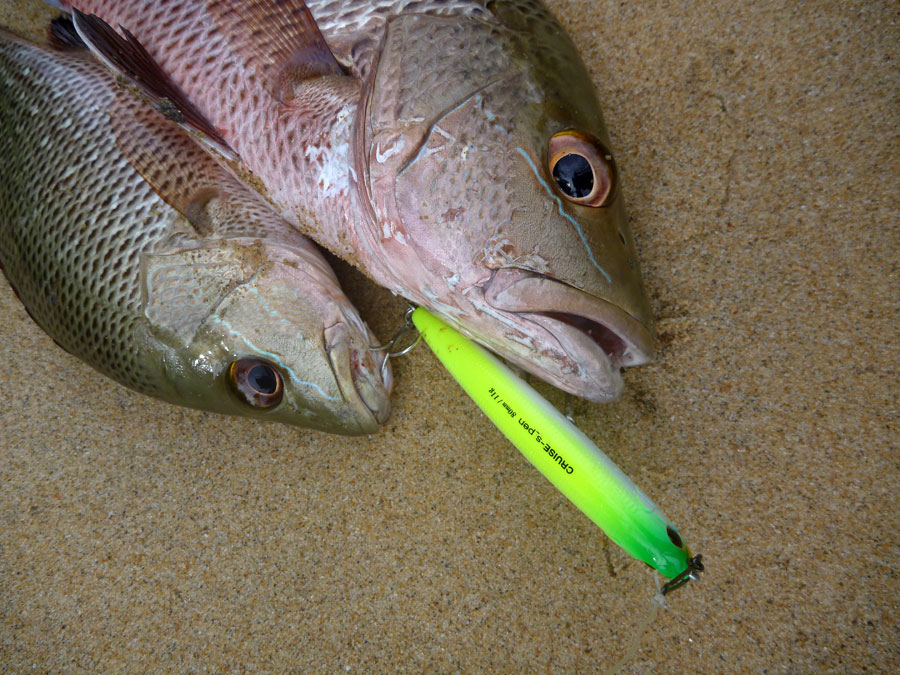  [center]
Species : แดงเขี้ยว, กะพงแดงเขี้ยว Mangrove Jack, Mangrove Red Snapper (Lutjanus argentim