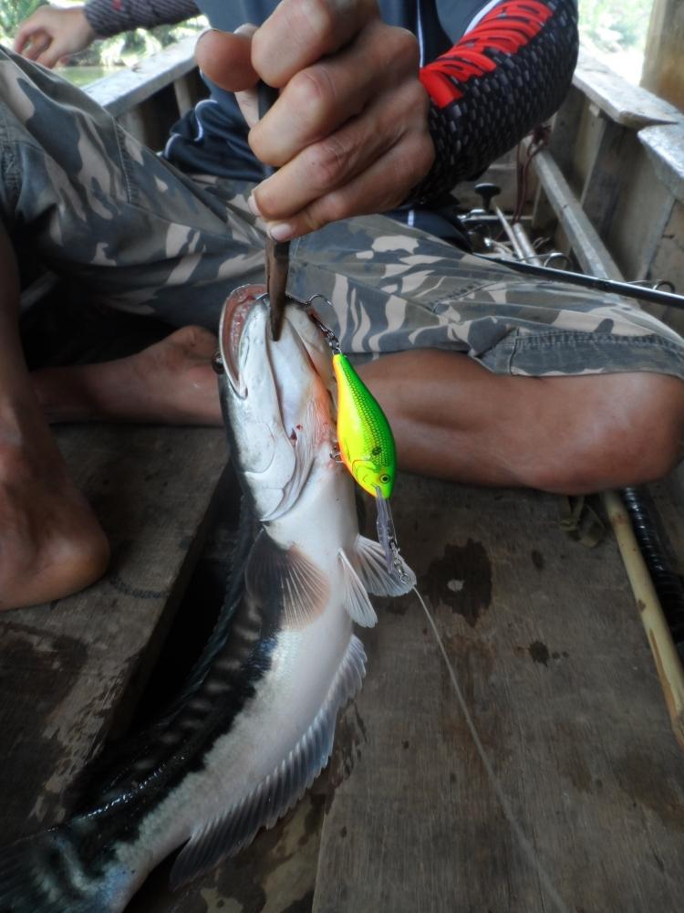 rapala risto rap 8  :love: :love: :love: