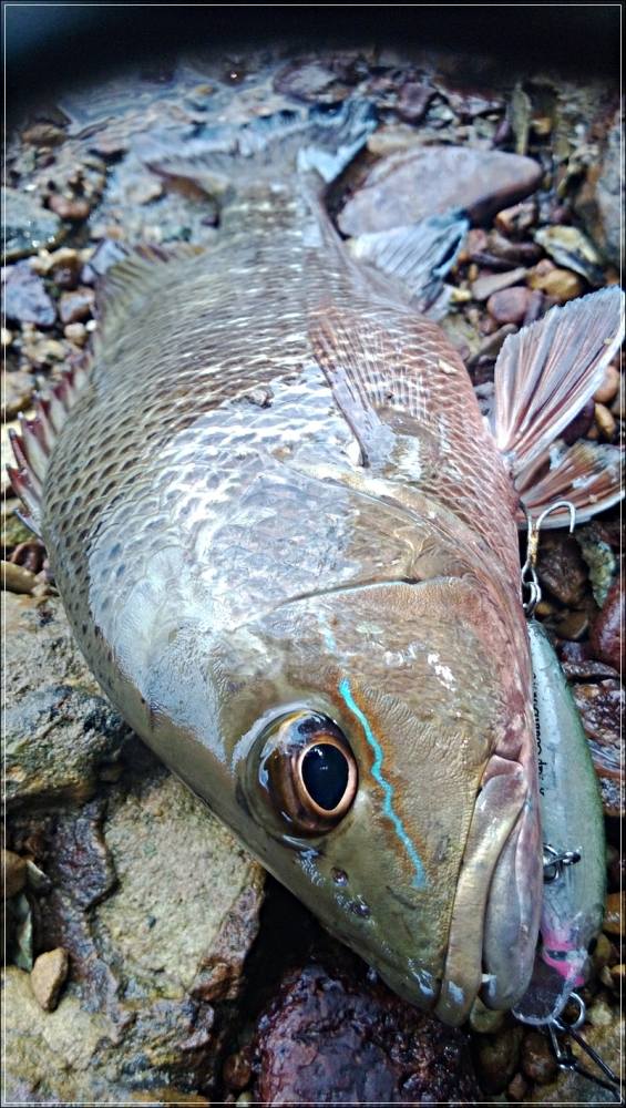 
 [center] แดงเขี้ยว, กะพงแดงเขี้ยว Mangrove Jack, Mangrove Red Snapper (Lutjanus argentimaculatus)