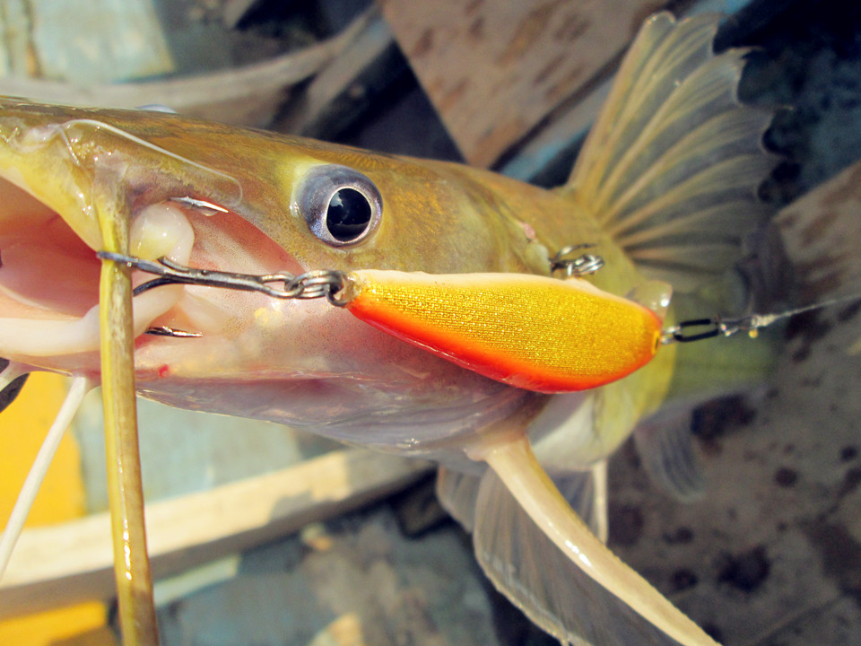 Rapala Flat Rap FLR-8 GFR

 :cheer: :cheer: :cheer: :cheer: :cheer: :cheer: