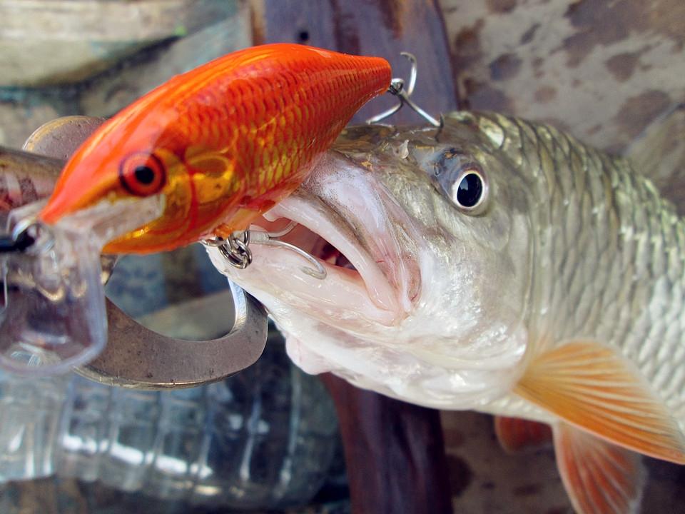 Rapala Shad Rap 7 โดนเข้าให้...
