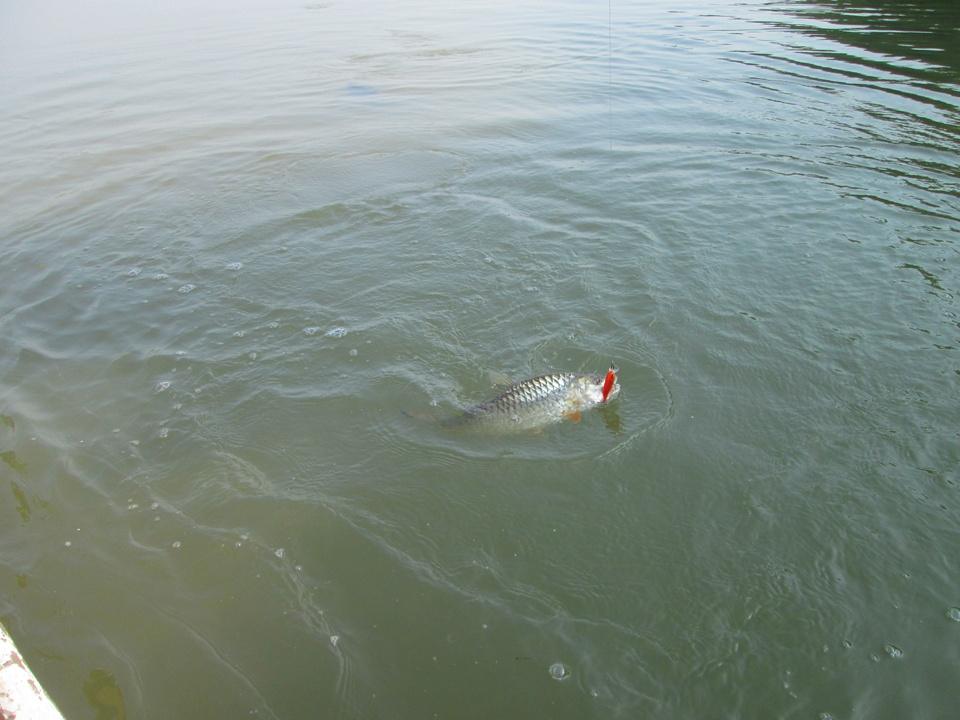 ตีต่อไปผมก็โดนมาอิก 1หน่อวย ครับผม 


ที่นี้เป็น :Rapala Shad Rap 5      เพราะช่วงนี้น้ำมันตื่นกว