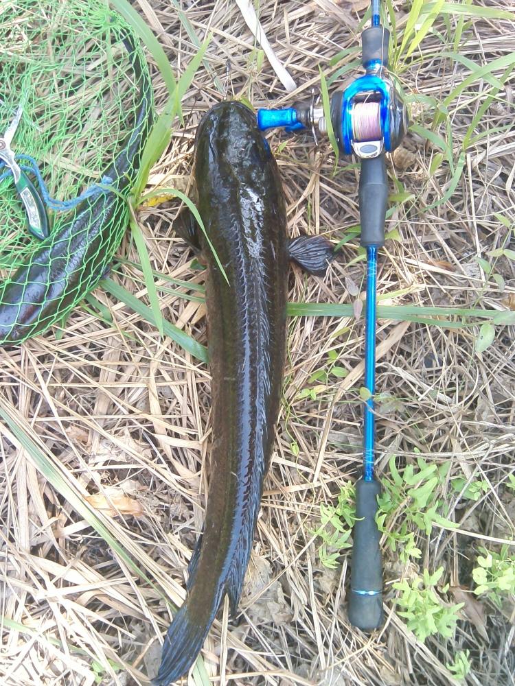  :smile: และแล้วก็เจอจริงๆด้วย เทียบกับด้ามคัน Micro jig Storm ทั่งใหญ่ทั่งยาว นานๆเจอที