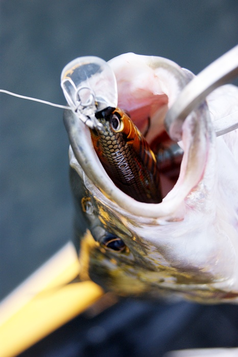 Hinomiya L-Shad 85f เกือบหายไปทั้งตัวแหนะ :grin: :grin: :grin: :grin: