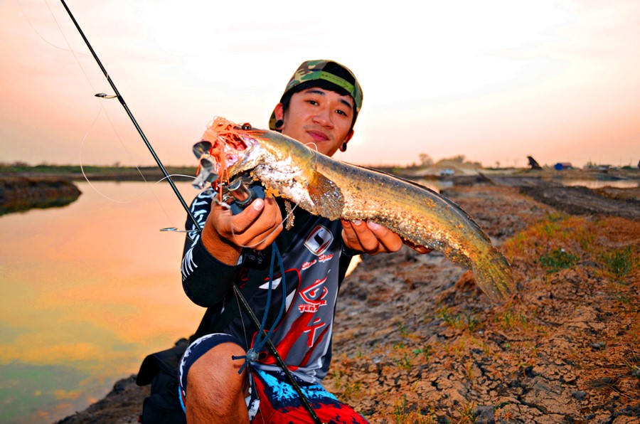 

 [center] [b]ปลาช่อนบ่อทราย... สุดมันส์ส

Rod : Hammingway Monster 10 - 25 
Reel : Shimano RA