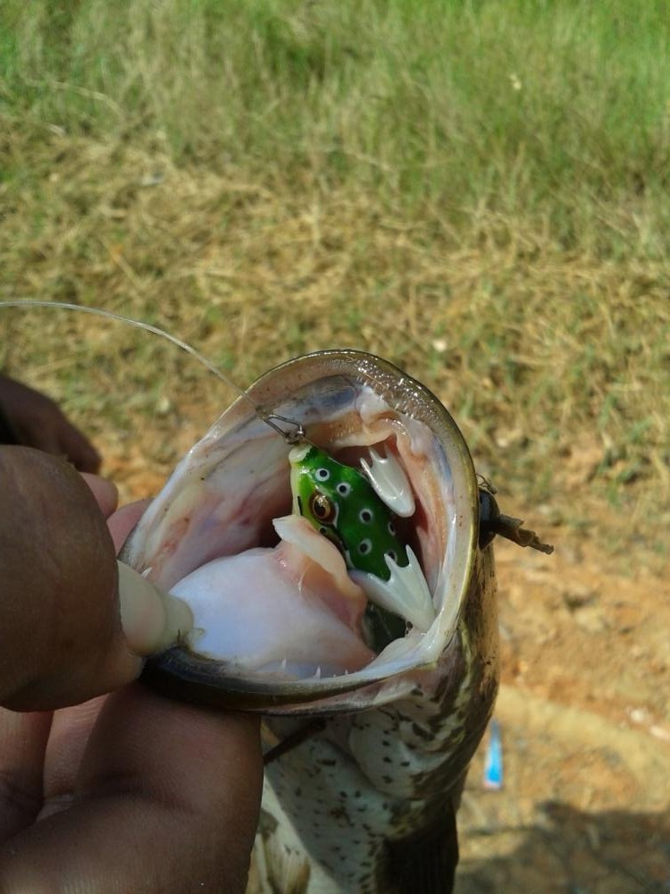 เต็มคำ กบ yoyofrog  กัดดีจริงๆ :grin: