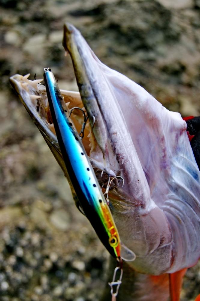  [b]น้าแชมป์.....เหยื่อ..Rapala Maxrap 13  สี CSRD[/b] :umh: :umh: :umh: :love: :love:
[q][i]อ้างถึ