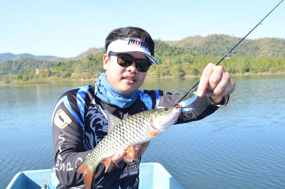 Lure : Fishing Tentar Toman Spoon by Siam Spoon