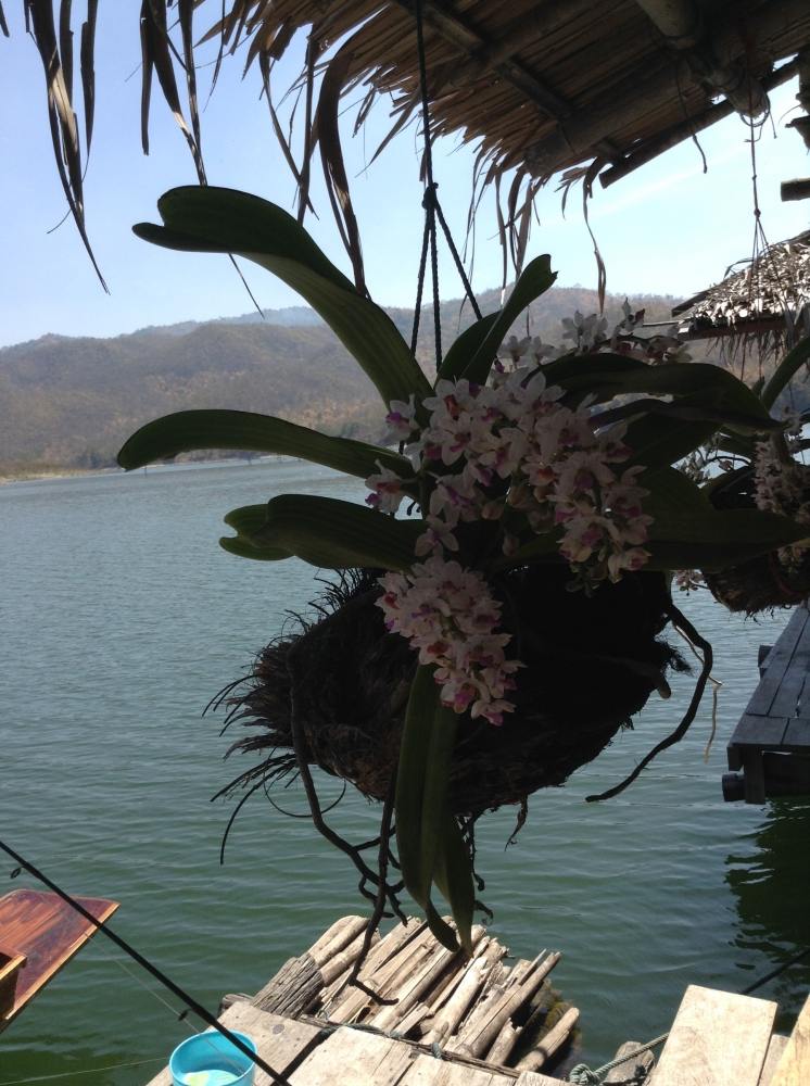 บรรยากาศที่แพ  :cheer: :cheer: