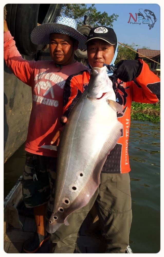 [q][i]อ้างถึง: [S]eamaster posted: 16-02-2557, 12:07:21[/i]

++ :grin: :grin: :grin:[/q]
หวัดดีจุ