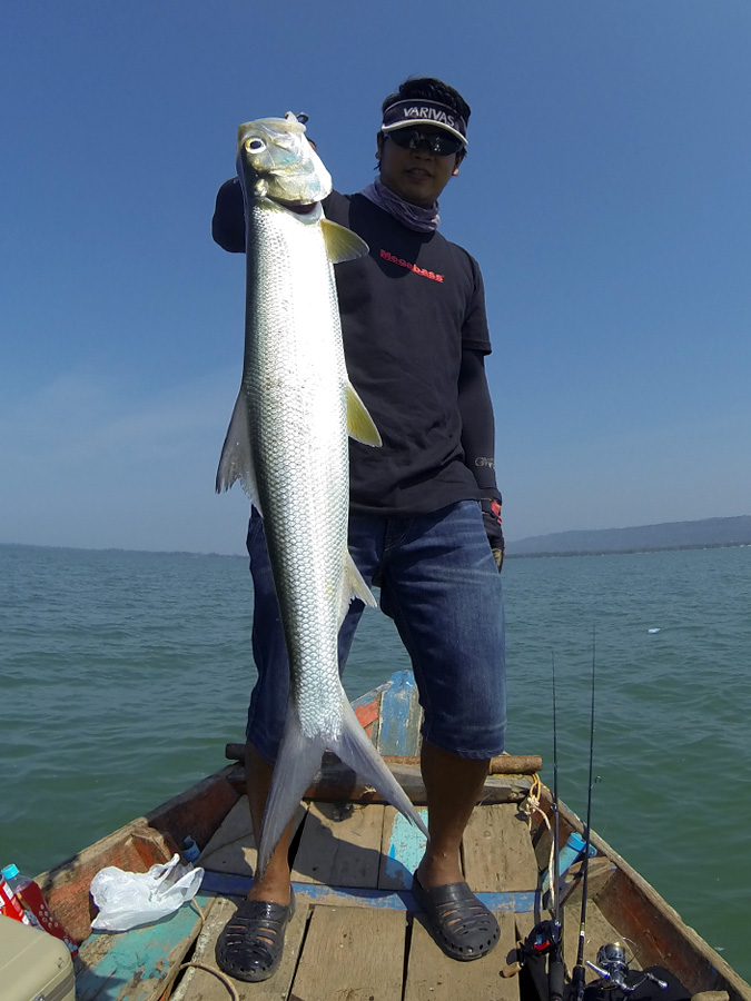  [center]Lady Fish จากการเจิร์คเหยื่อ DUO Realis Vibration  


Lady Fish ทางตราดเรียกรัญจวน เรียก