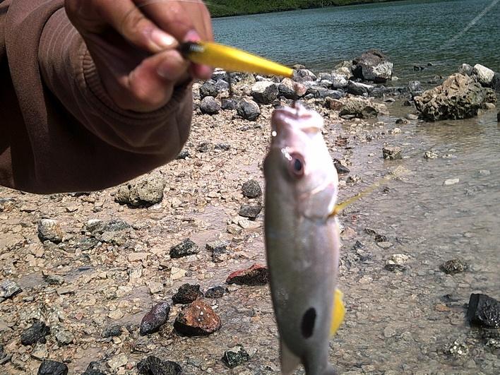                                                                              LURE : TTEBO  M-SA70  /