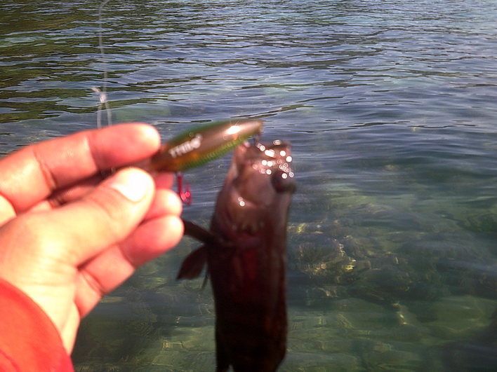                                                                                LURE : TTEBO  C-STR50