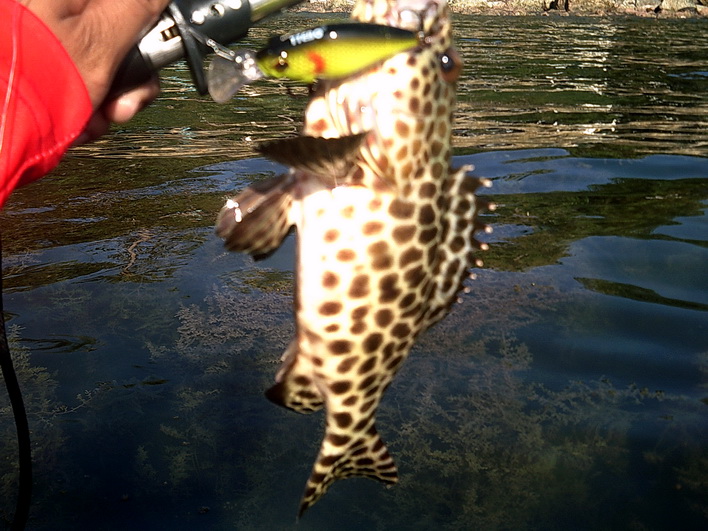                                                                            LURE : TTEBO  C-AK60M  //