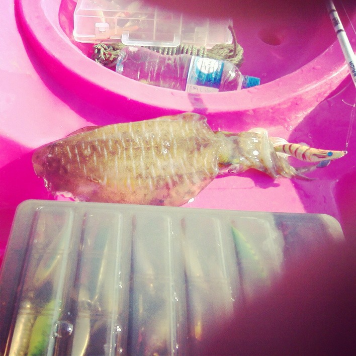                                                                     squid jig : harimitsu sumizoku  