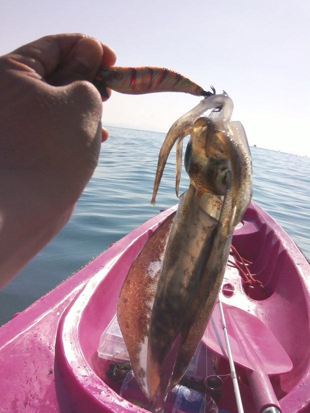                                                                          squid jig : harimitsu sumiz