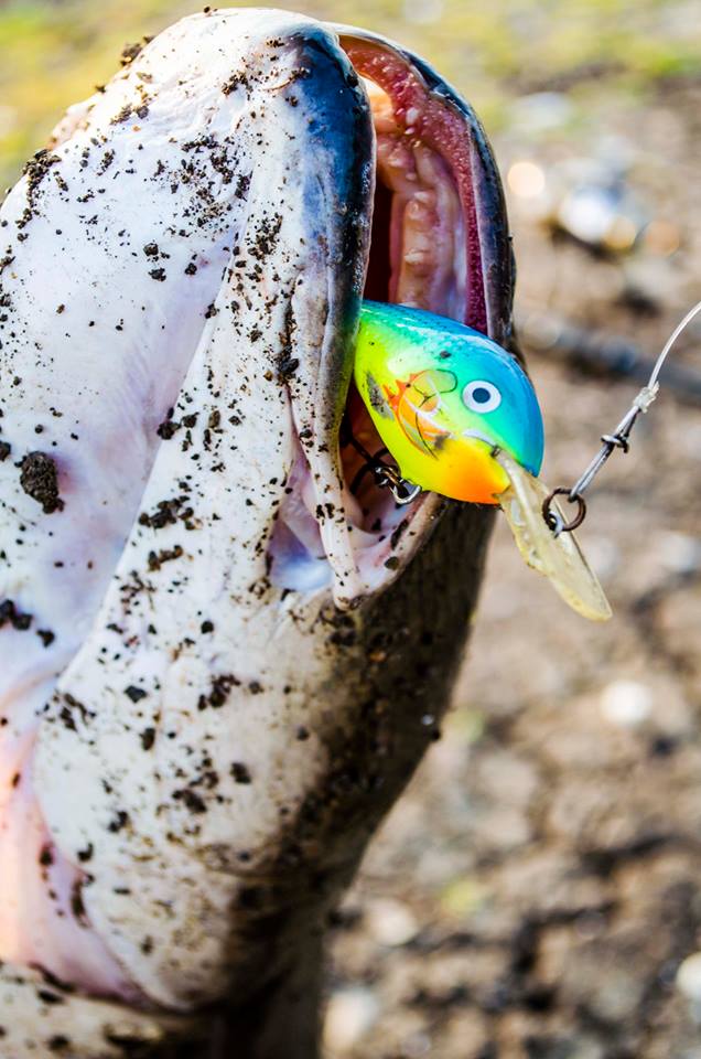 

 [center] [b]โดนตัวนี้ครับ[/b]


RAPALA RATTLIN FAT RAP 5 cm. สี PRT  [b]นกแก้วอมตะตลอดกาล[/b
