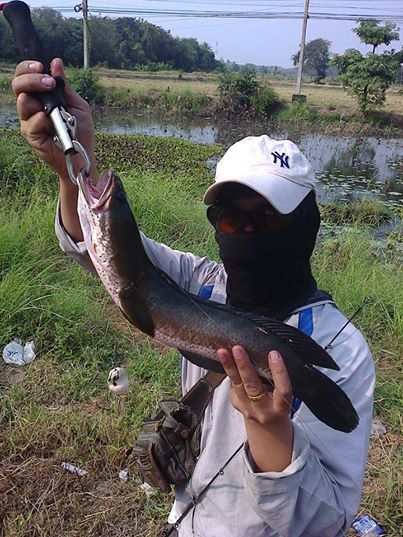 ไอเรายอมใครที่ไหนงัดมาอีก ลงทุกจุดได้เกิบทุกจุด แต่ตัวไม่ใหญ่เท่ามันนี้สิ  คนพามาบอกว่าขากลับมีที่ตี