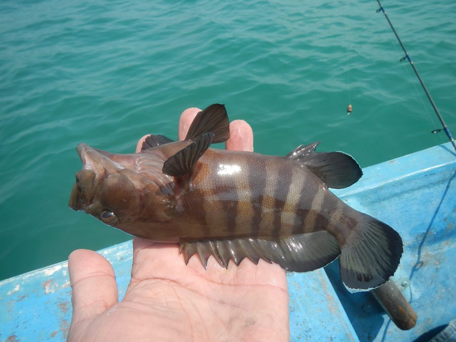 หาปลาเม่น ทำกับแกล้ม สักตัว: SiamFishing : Thailand Fishing Community