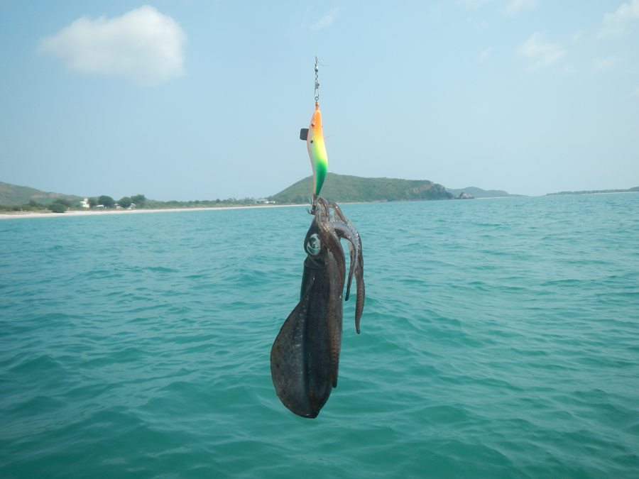 

  เสร็จโจรครับ..