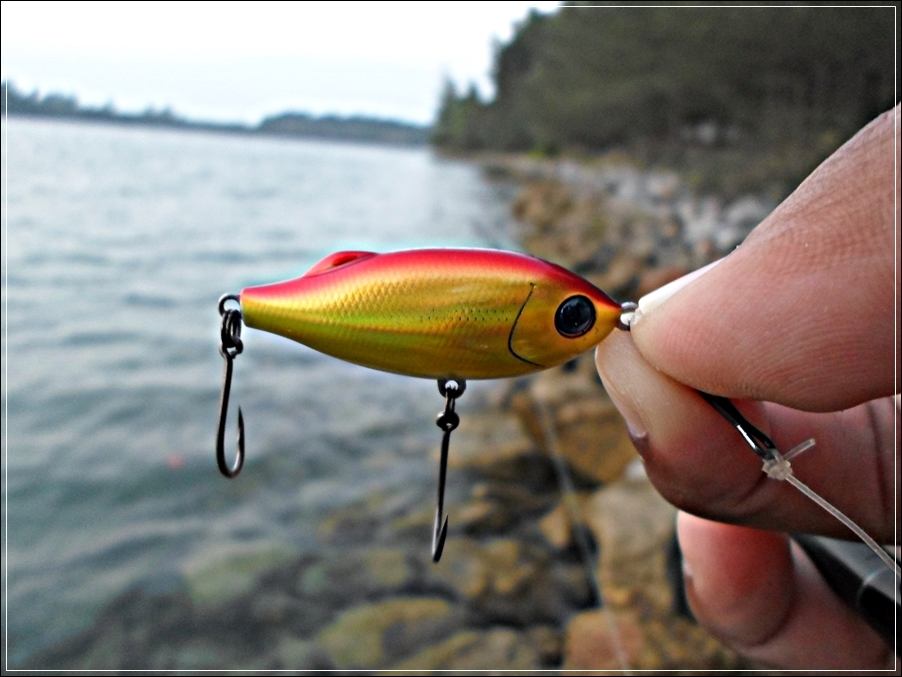 
 [center]จับเหยื่อตัวนี้มาลองเคาะๆๆดู  

[b]Luer : Tackle House - SHORES Sinking Pool Shad 41mm 