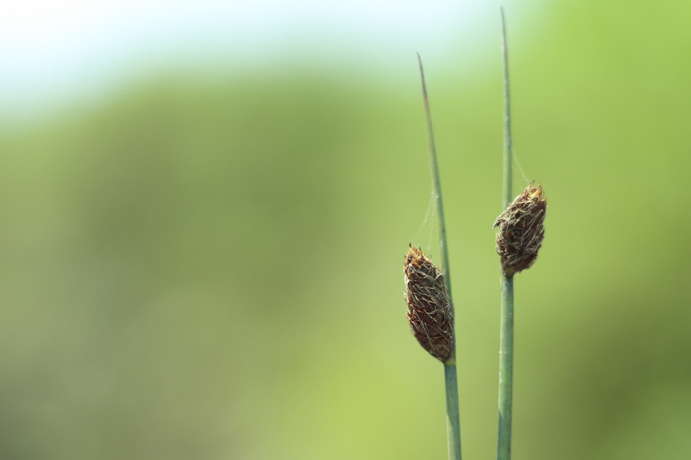 f 1.8 ละลายให้หมด ครัช