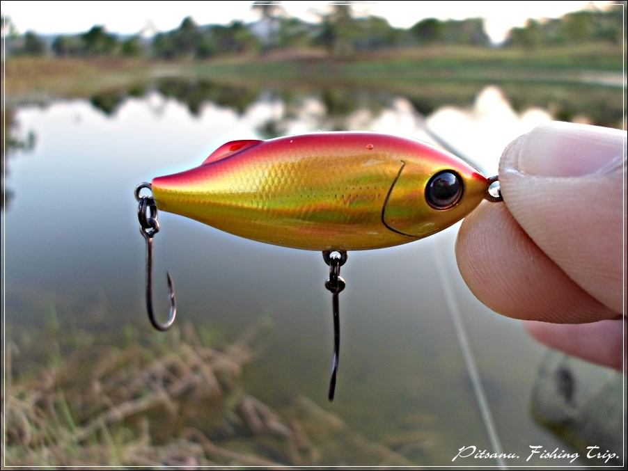 
 [center]ไม่นานก็เข้ามาถึงหมาย  

[b]Lure : Tackle House - SHORES Sinking Pool Shad 41mm 4g[/b] 