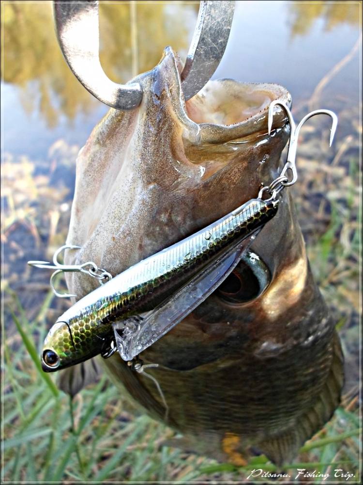 
 [center] [b]Rod : Phenix Ultra MBX ROD UMBX-S700M (Spinning) เวท 6-12 lb 

Reel : Shimano '11 