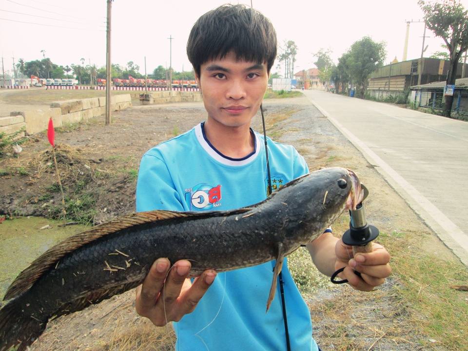 ช่อนข้างทางกับ กบยาง Storm Basho Frog !!