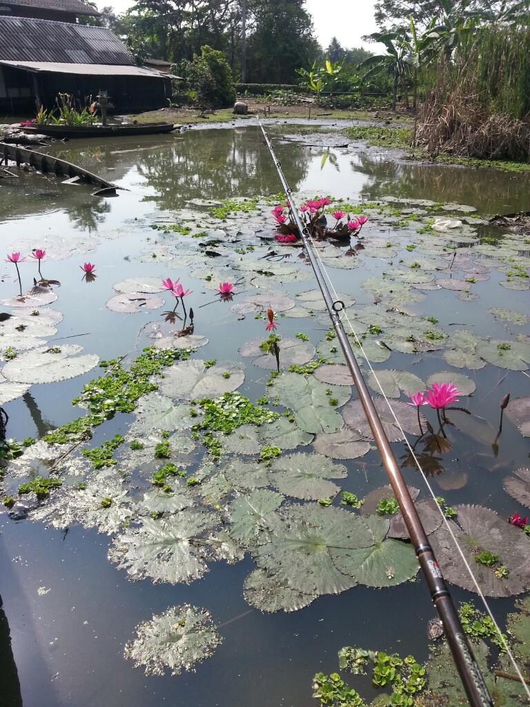 ตัวนี้ได้ตรงเรือจมลำแรก คอยดักเหยื่อที่ผ่านไปมา พอดีเจอกบผมก่อน... เสร็จเรา  :cool: