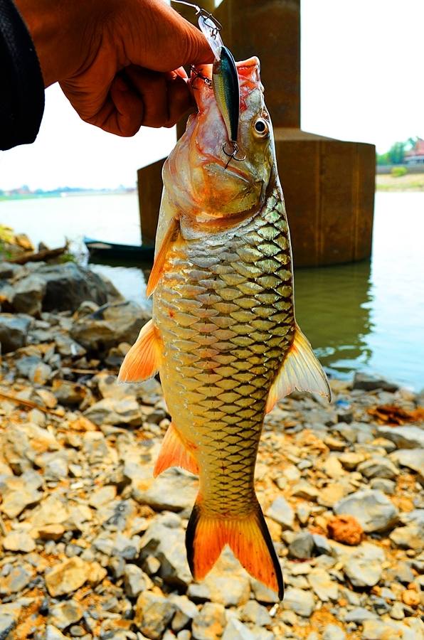 

 [center]กระสูบแม่น้ำเจ้าพระยาไซส์สวย ๆ Hampala Chaophaya River 


 [b]Lure : RAPALA Shad rap