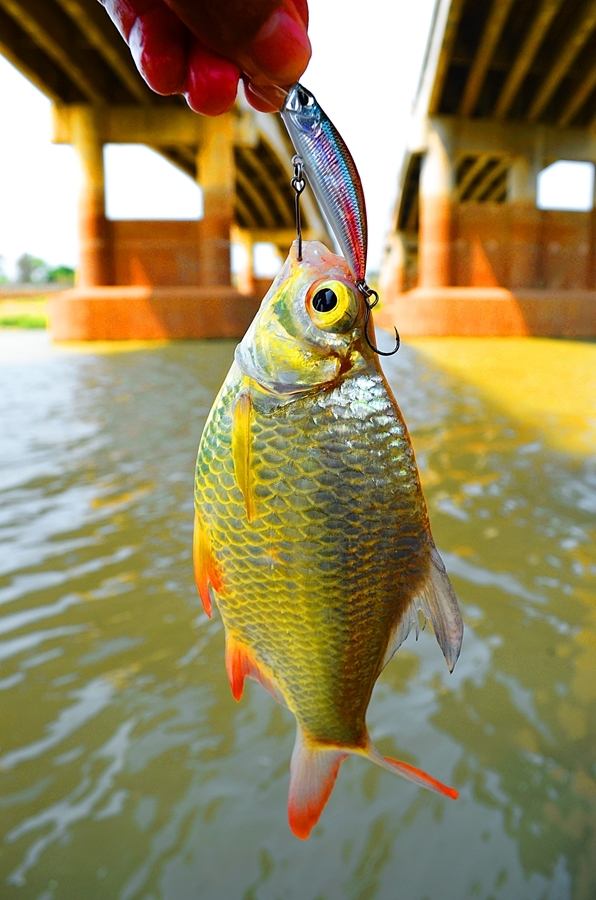 
 [center]
 [b]Fish : ปลากระแหทอง ( Barbodes schwanenfeldi )สีสวยๆ 

Lure : DUO SpearHead Ryuki 
